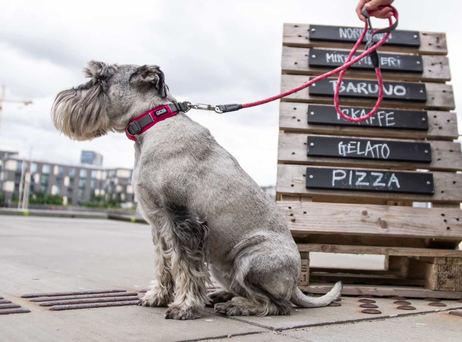 Urban Explorer™ Halsband von DOG Copenhagen