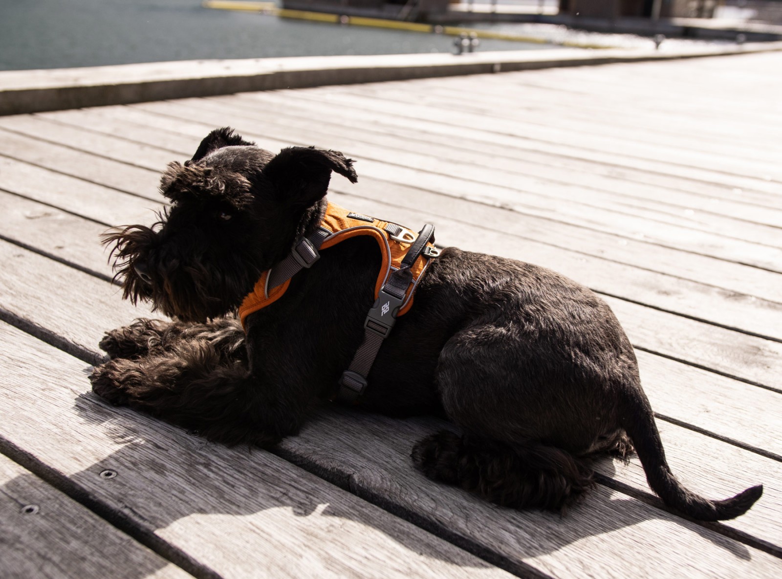 Comfort Walk Pro™ Hundegeschirr DOG Copenhagen