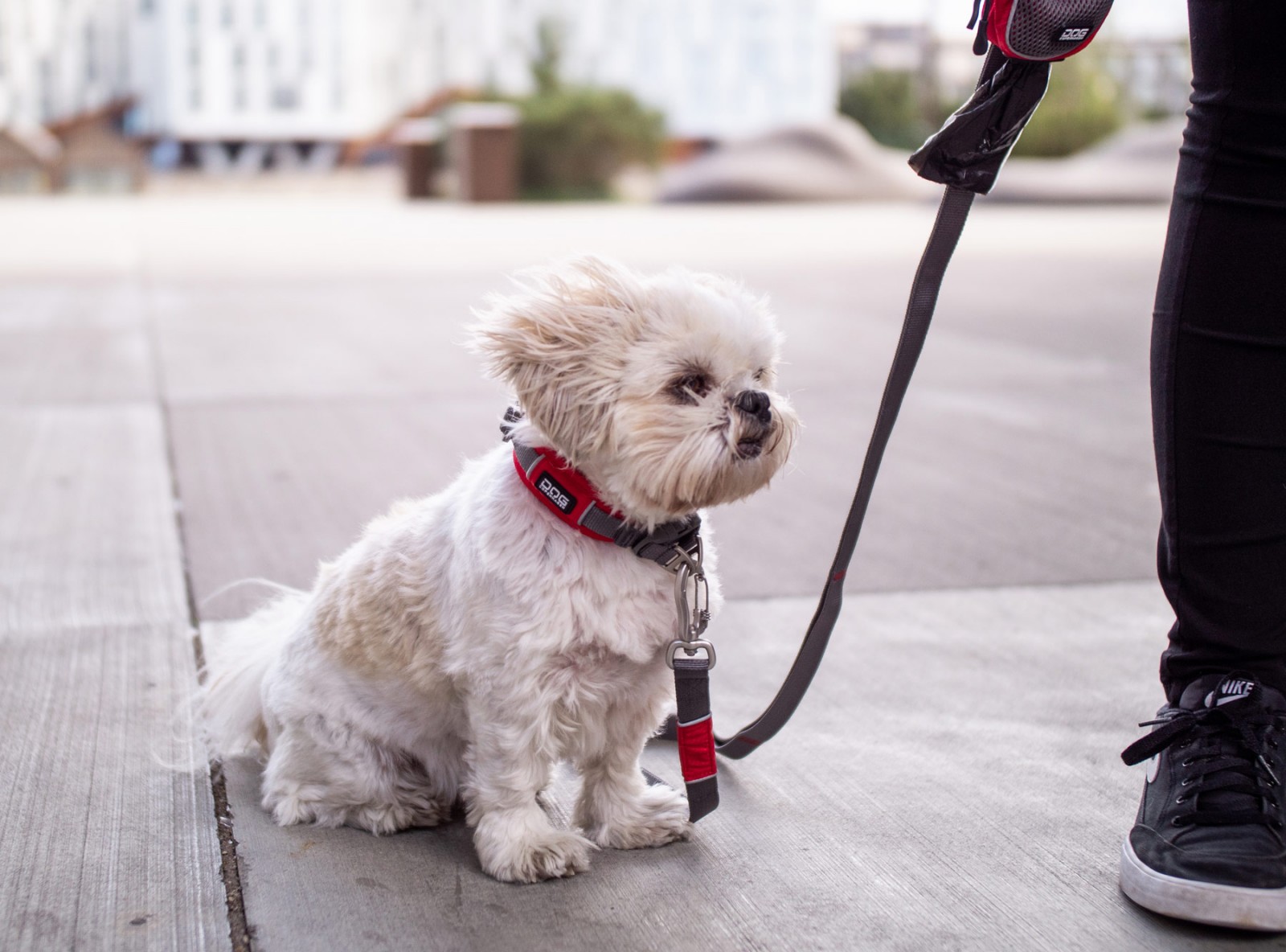 Urban Explorer™ Halsband von DOG Copenhagen