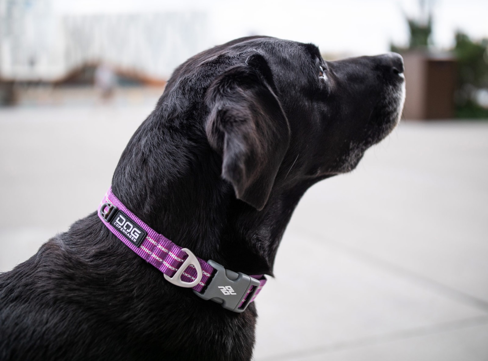 dog-copenhagen-urban-style-halsband-4 Urban Style™ Halsband von DOG Copenhagen