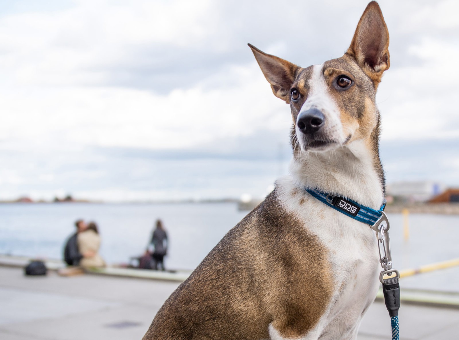 dog-copenhagen-urban-style-halsband-6 Urban Style™ Halsband von DOG Copenhagen