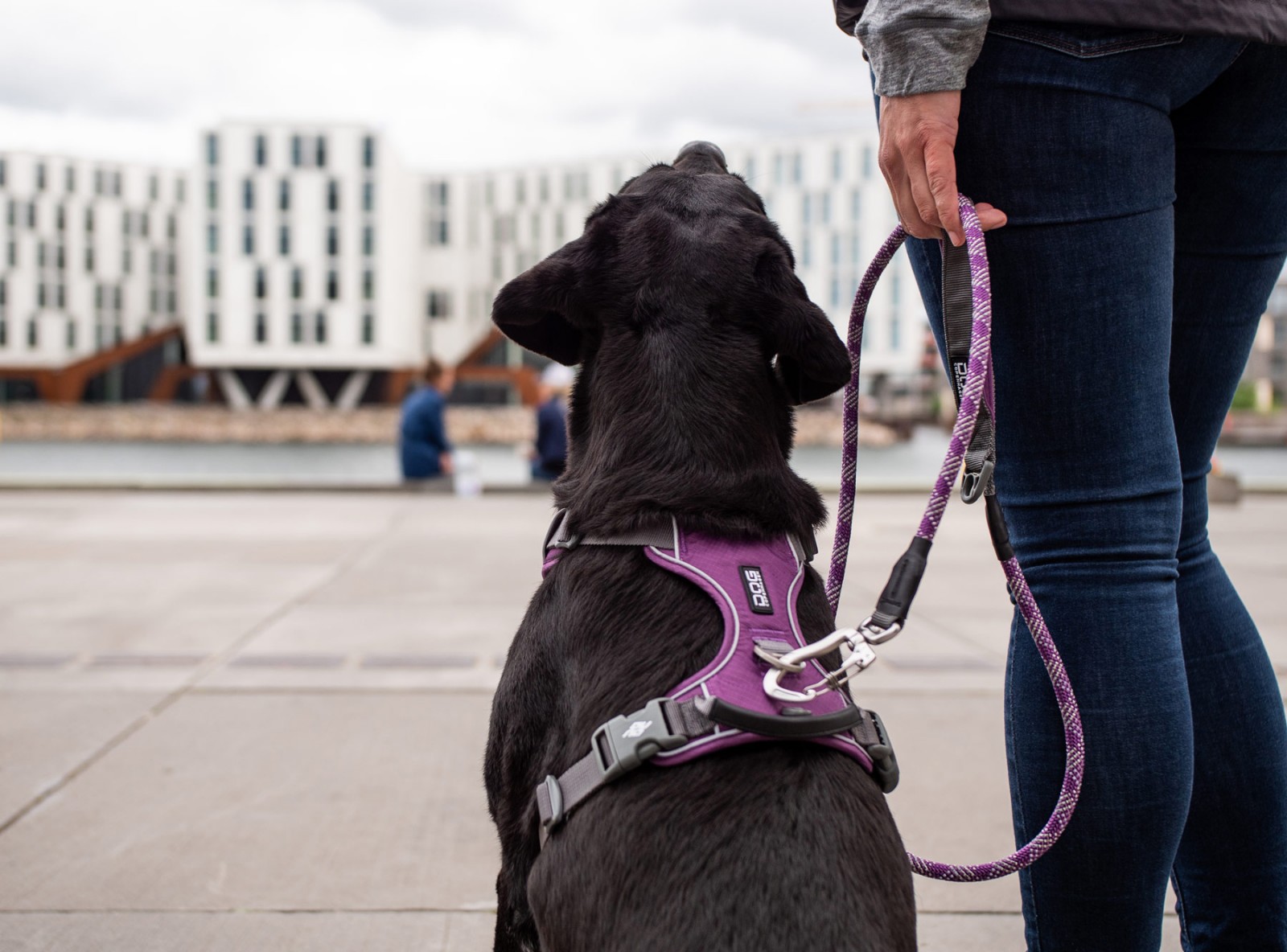 Comfort Walk Pro™ Hundegeschirr DOG Copenhagen