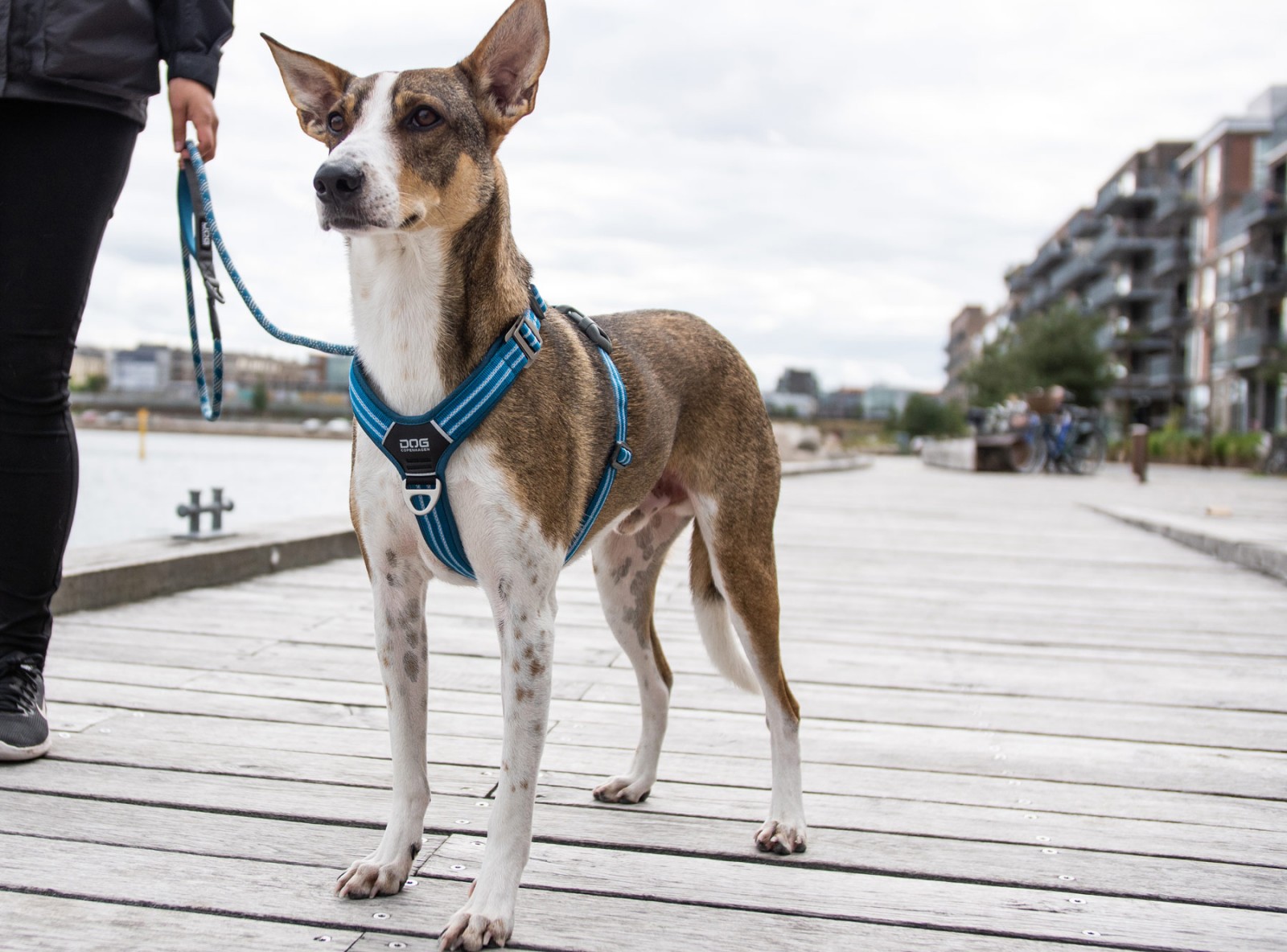Comfort Walk Air™ Hundegeschirr von DOG Copenhagen