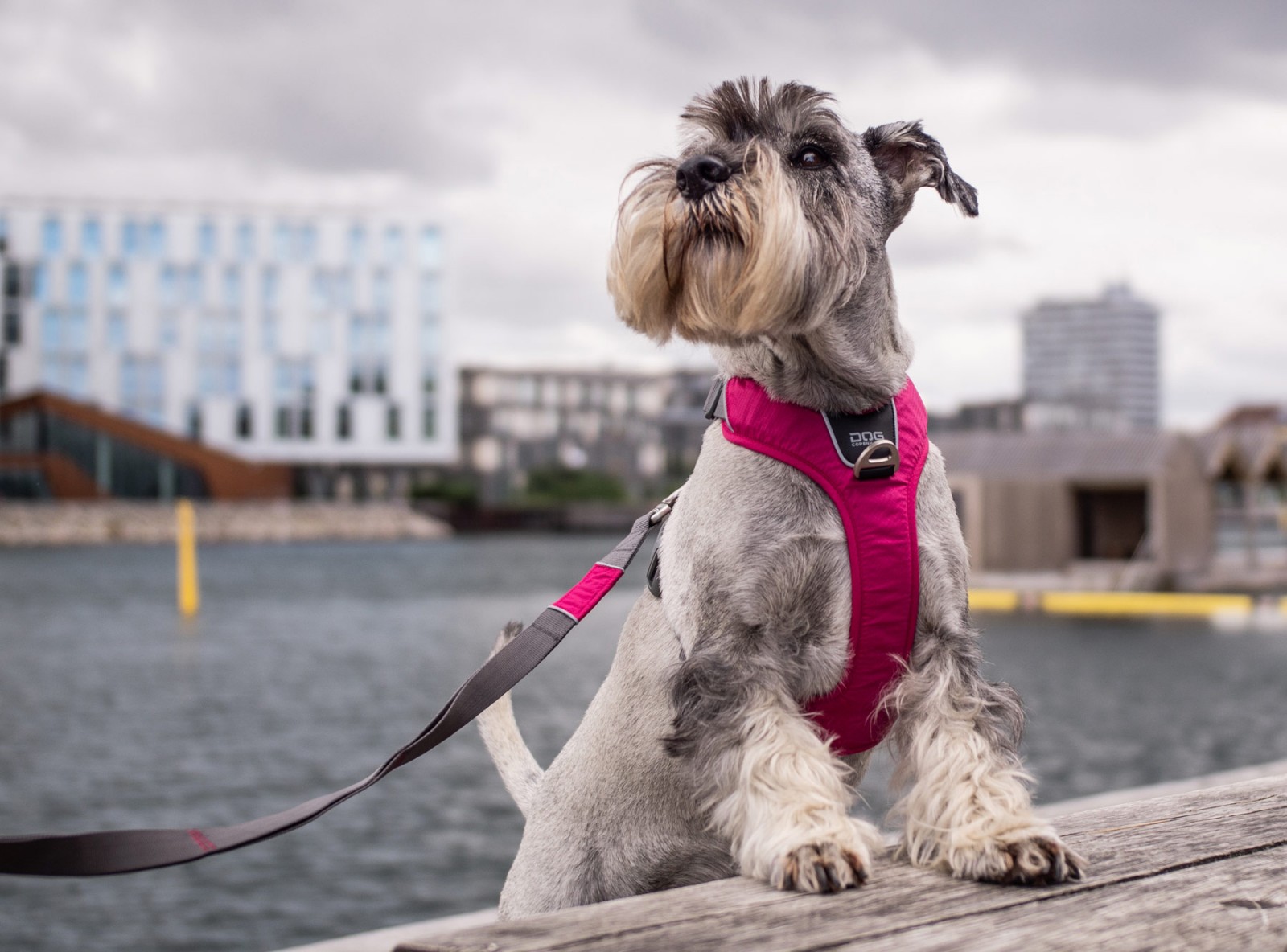 Comfort Walk Pro™ Hundegeschirr DOG Copenhagen