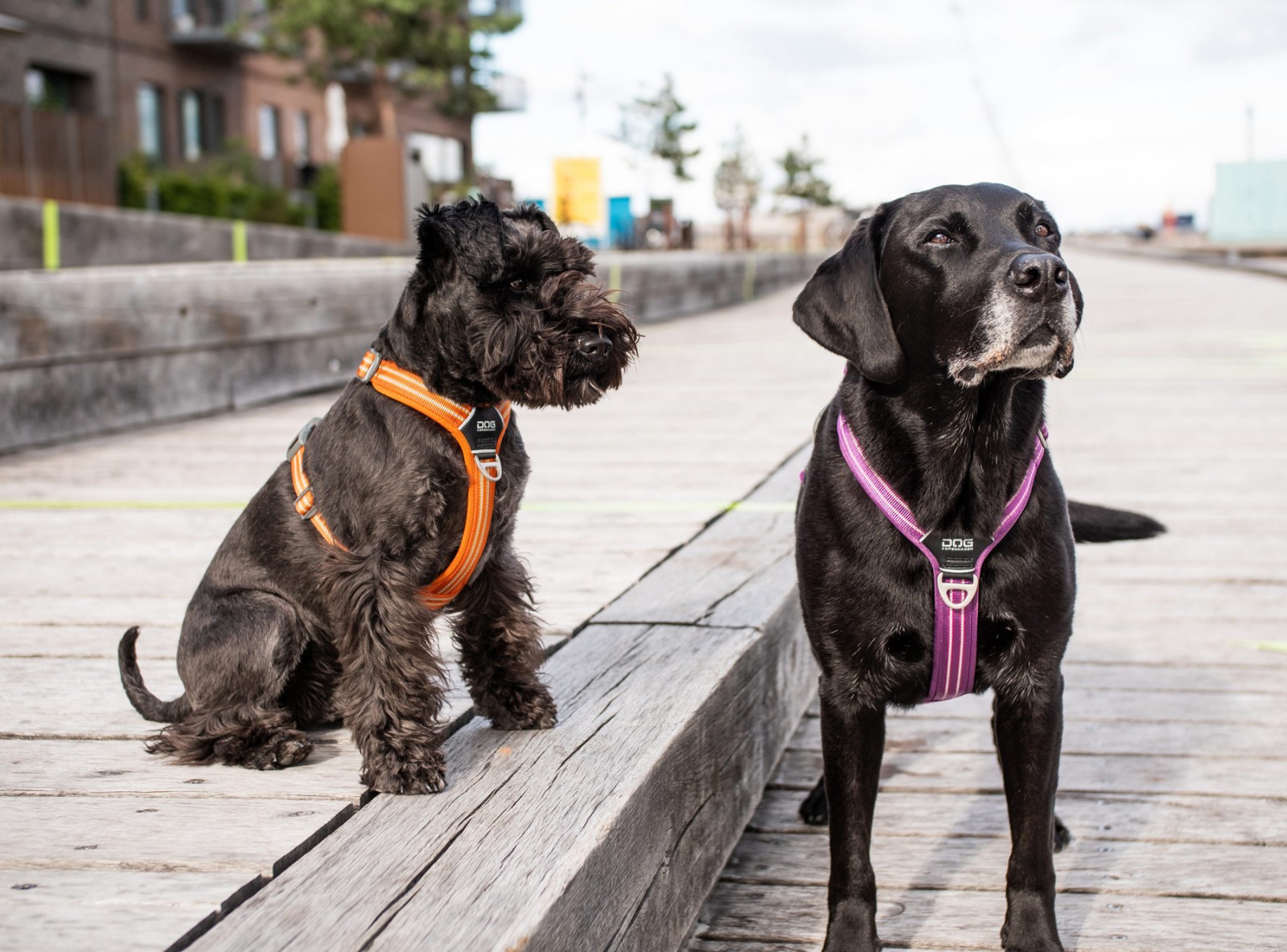 Comfort Walk Air™ Hundegeschirr von DOG Copenhagen