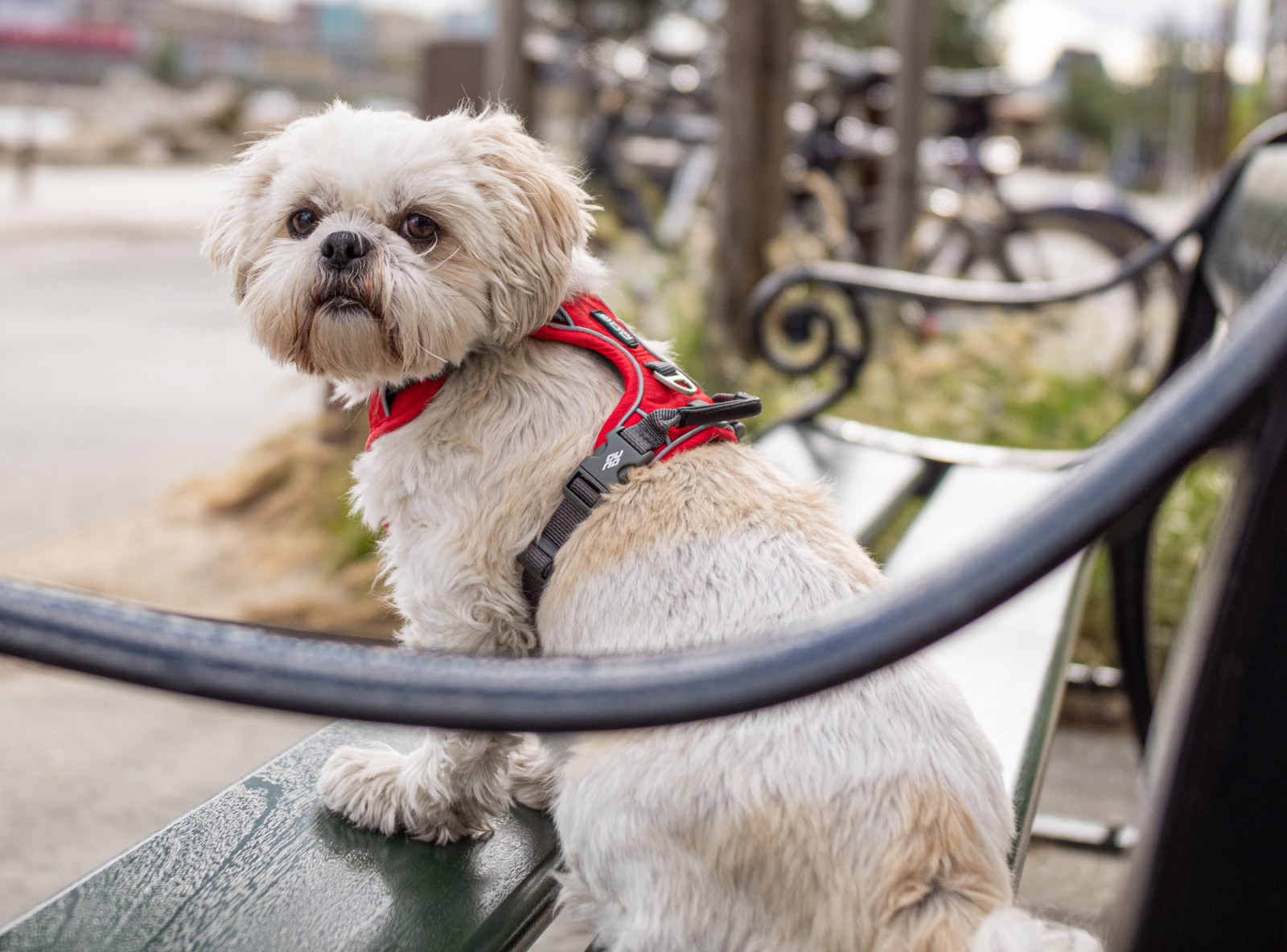 Comfort Walk Pro™ Hundegeschirr DOG Copenhagen