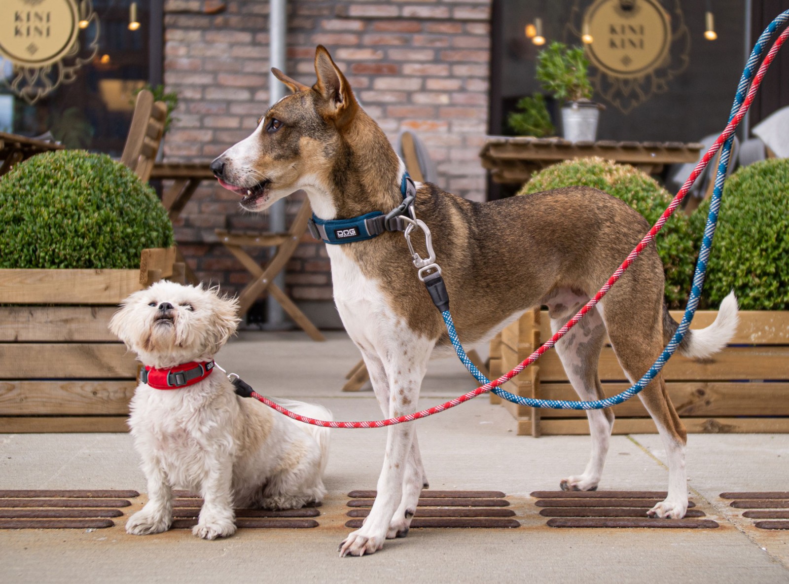 Urban Explorer™ Halsband von DOG Copenhagen