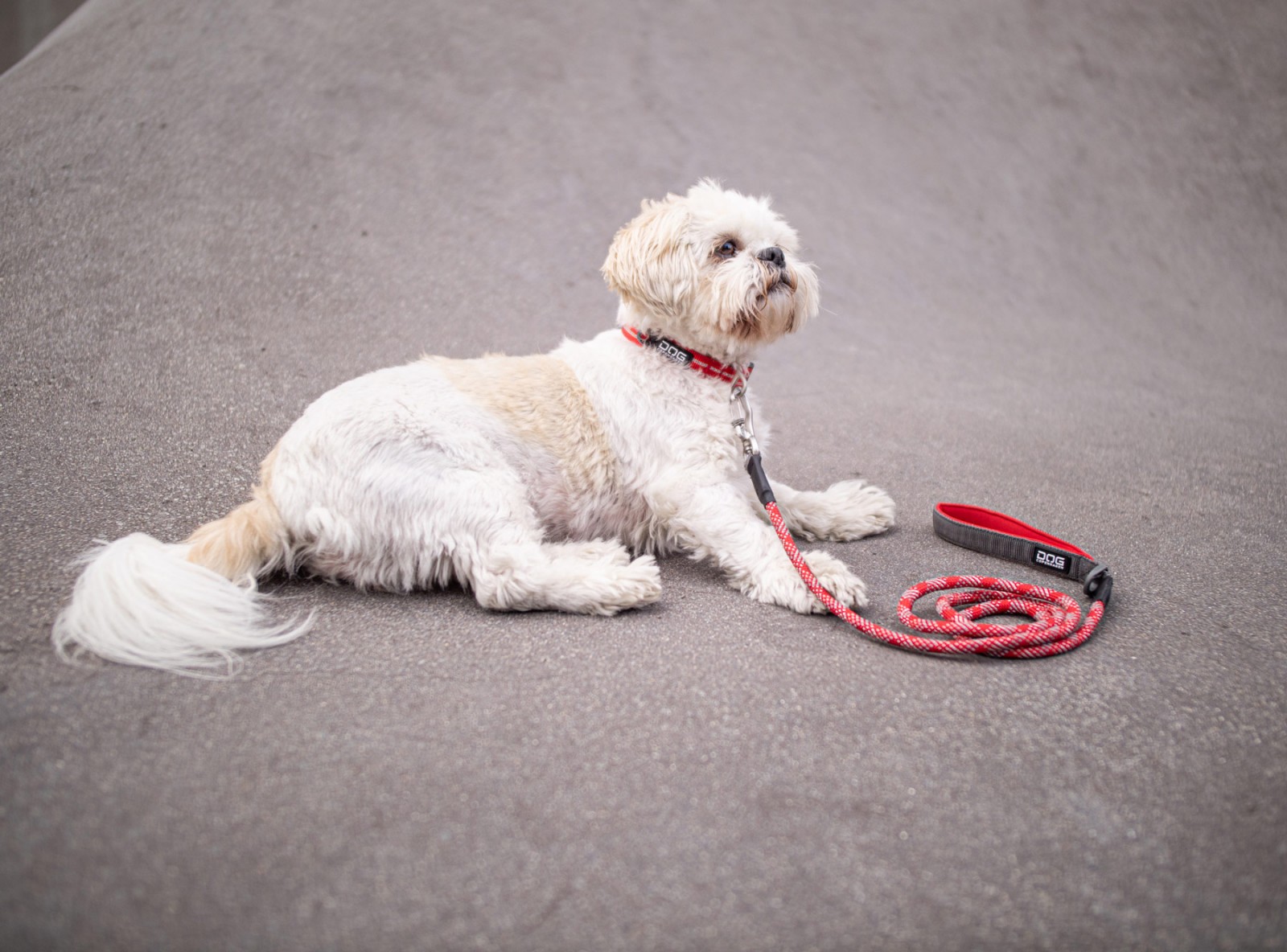 dog-copenhagen-urban-style-halsband-5 Urban Style™ Halsband von DOG Copenhagen