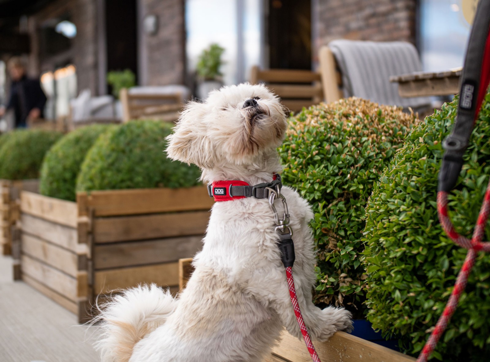 Urban Explorer™ Halsband von DOG Copenhagen
