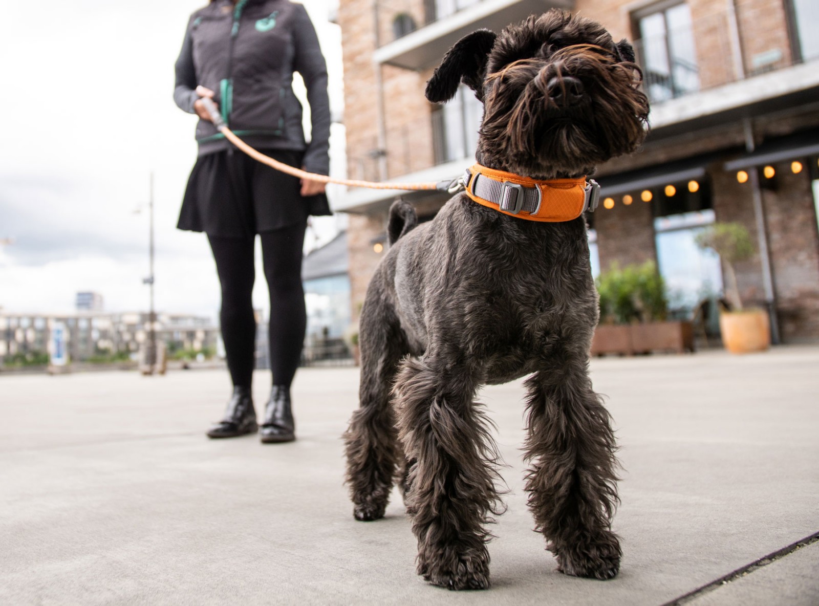 Urban Explorer™ Halsband von DOG Copenhagen